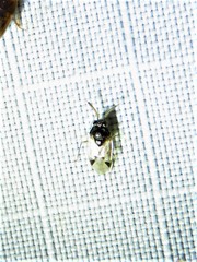 Corticoris pulchellus