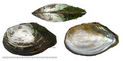 Sinanodonta lauta