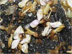 Millettia pachycarpa