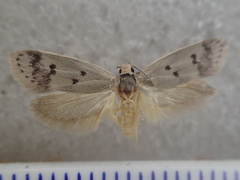 Compsotropha selenias