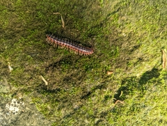 Semionellus placidus