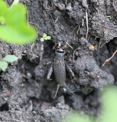 Modicogryllus frontalis