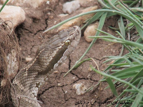 Caucasian pitviper