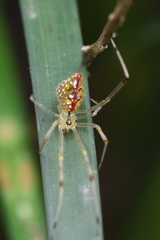 Thwaitesia margaritifera