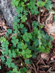 Oxalis corniculata