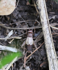 Modicogryllus