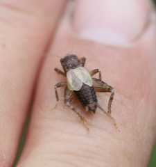 Modicogryllus