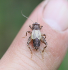 Modicogryllus