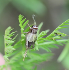 Modicogryllus