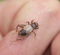 Modicogryllus