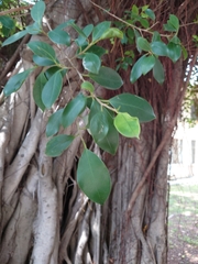 Ficus microcarpa