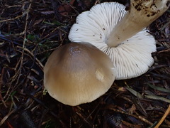 Entoloma baronii