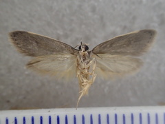Compsotropha selenias