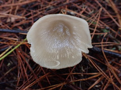 Entoloma baronii