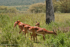 Aepyceros melampus