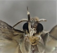 Compsotropha selenias