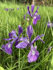 Iris tenax tenax