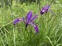 Iris tenax tenax