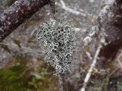 Hypogymnia inactiva