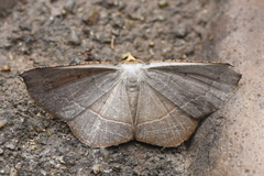 Plesiomorpha