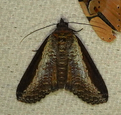 Lophoptera squammigera