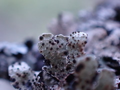 Nesolechia oxyspora