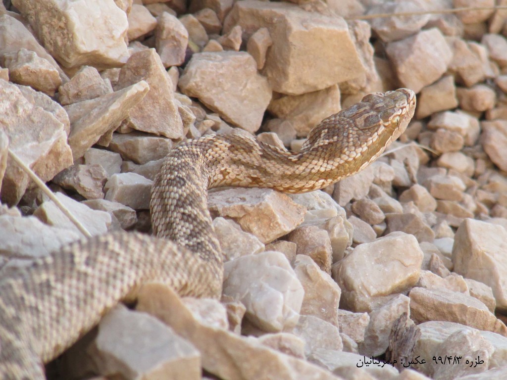 Caucasian pitviper