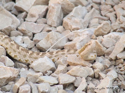 Caucasian pitviper