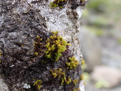 Orthotrichum pulchellum