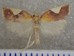 Arotrophora cosmoplaca