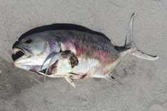 Caranx