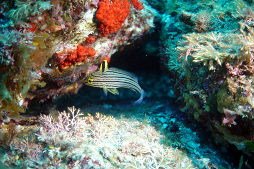Hoge-hoed-omber (Pareques viola) — Sciaenidae — 4