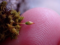 Orthotrichum pulchellum