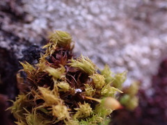 Orthotrichum pulchellum