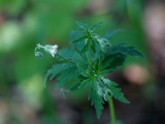 Geranium asiaticum