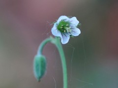 Geranium asiaticum