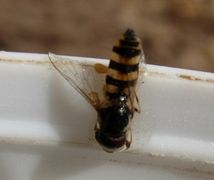 Ischiodon