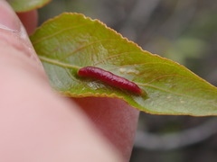 Thecabius gravicornis