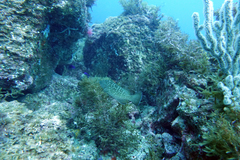 Mycteroperca rosacea