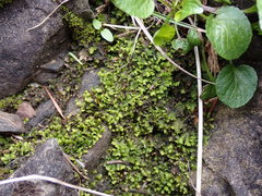 Fissidens osmundioides