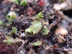 Fissidens osmundioides