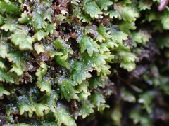 Fissidens osmundioides