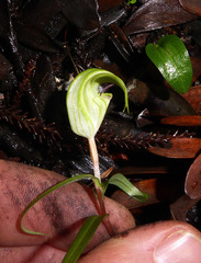Pterostylis brumalis