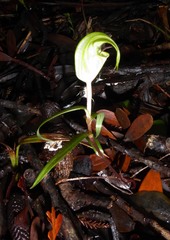Pterostylis brumalis