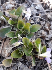 Viola rupestris