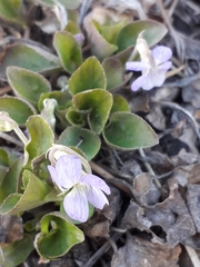 Viola rupestris