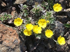 Potentilla × villosula