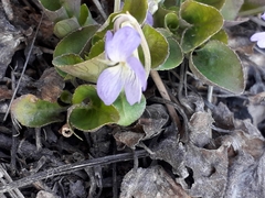 Viola rupestris