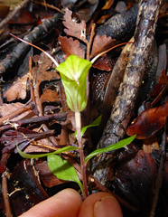 Pterostylis brumalis