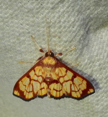 Chalcidoptera emissalis